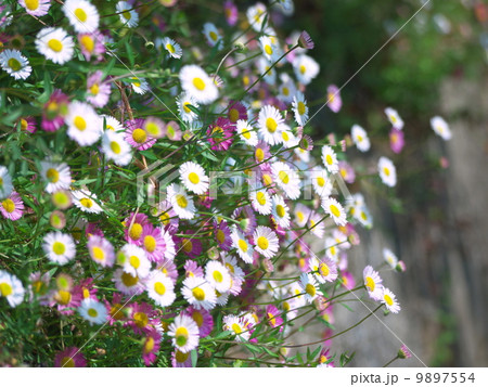 エリゲロン 9897554