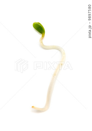 アルファルファ-Medicago sativa アルファルファ-Medicago sativa 9897580
