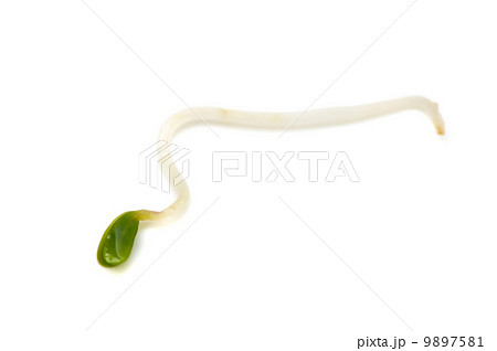 アルファルファ-Medicago sativa 9897581