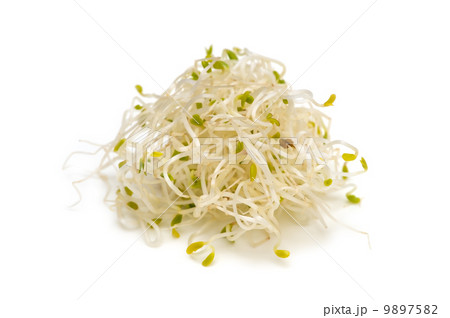 アルファルファ-Medicago sativa アルファルファ-Medicago sativa 9897582