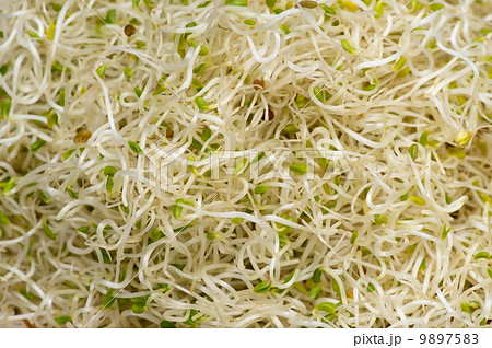 アルファルファ-Medicago sativa アルファルファ-Medicago sativa 9897583