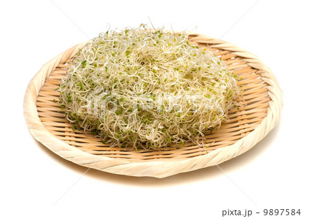 アルファルファ-Medicago sativa 9897584