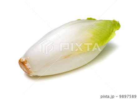 チコリ-Cichorium intybus 9897589
