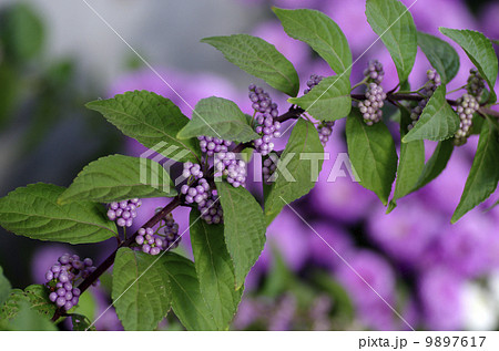 コムラサキ 9897617