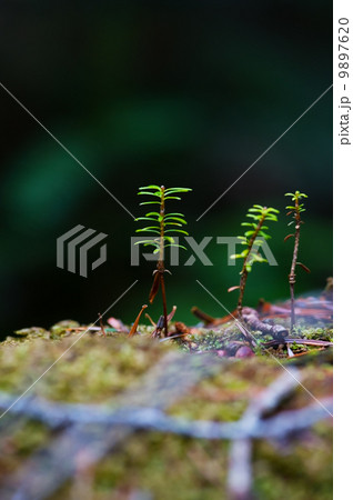 コメツガの幼木-Tsuga diversifolia 9897620