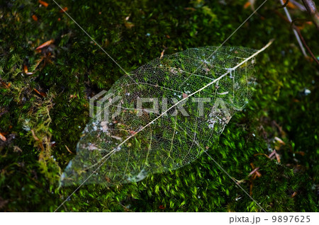 透かし葉 9897625