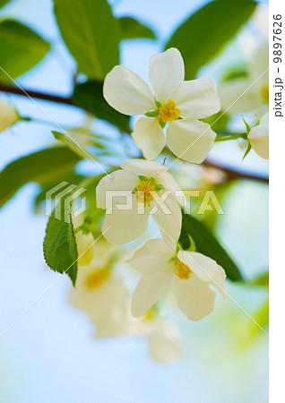 ズミの花-Malus sieboldii ズミの花-Malus sieboldii 9897626