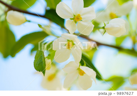 ズミの花-Malus sieboldii ズミの花-Malus sieboldii 9897627