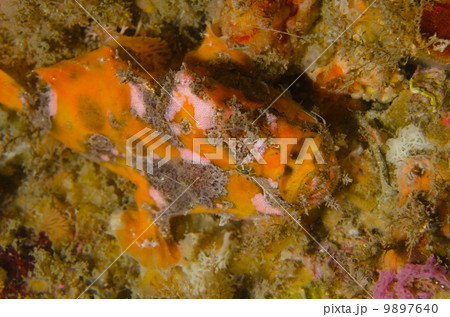 カエルアンコウ-Antennarius striatus カエルアンコウ-Antennarius striatus 9897640
