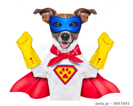 super hero dog 9897693
