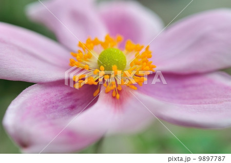 秋明菊 秋明菊 9897787