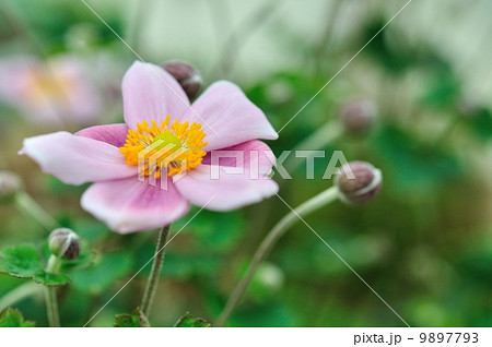 秋明菊 秋明菊 9897793