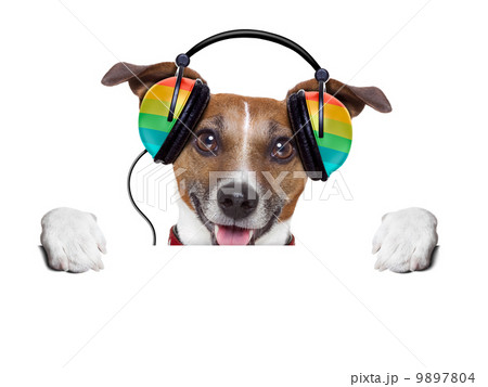 music dog 9897804