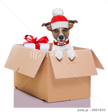 winter christmas dog winter christmas dog 9897830