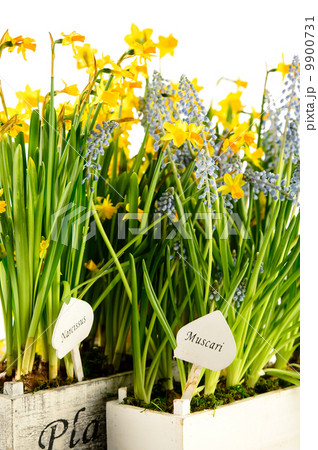 Muscari and narcissus spring potted flower Muscari and narcissus spring potted flower 9900731