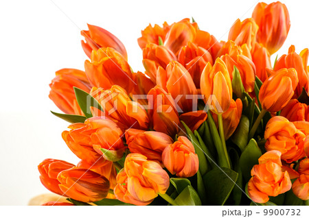 Bunch of spring tulips flowers Bunch of spring tulips flowers 9900732