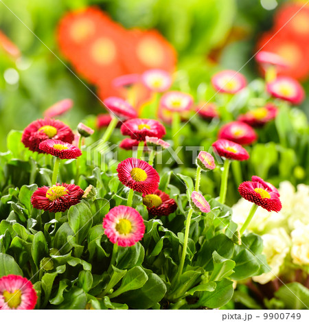 Bellis red potted spring flowers Bellis red potted spring flowers 9900749