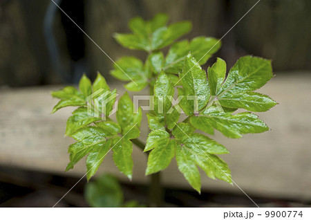 アシタバ 9900774