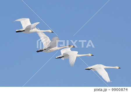 白鳥 白鳥 9900874