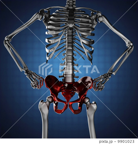 human skeleton model human skeleton model 9901023