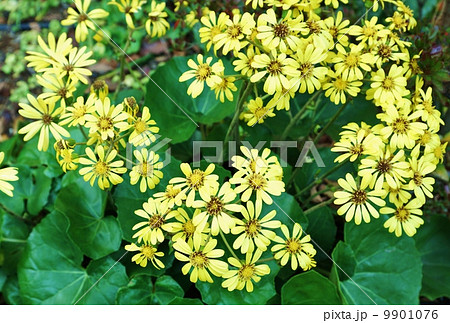 秋の花 冬の季語 ツワブキの可憐な花と鮮やかな葉 横位置の写真素材