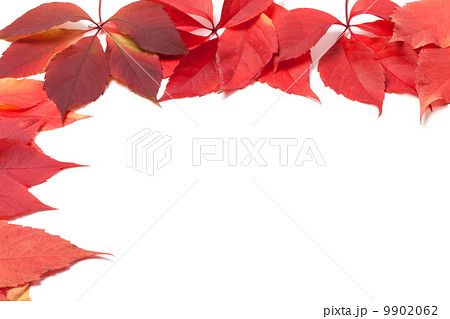 Autumn leaves frame on white. Virginia creeper leaves. 9902062