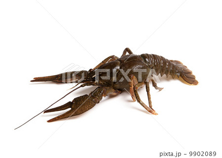 Crawfish isolated on white background 9902089