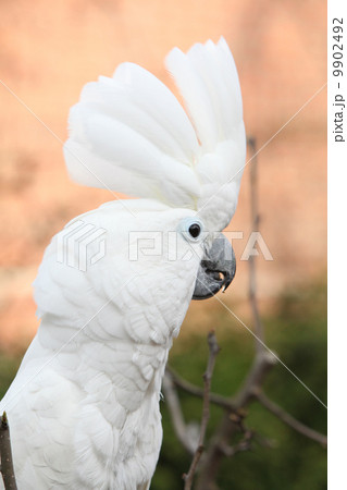 Sulphur-crested Cockatoo Parrot Sulphur-crested Cockatoo Parrot 9902492