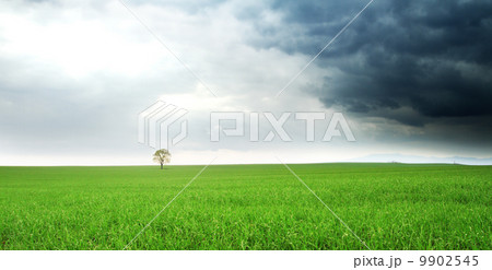 lonely tree on a field lonely tree on a field 9902545