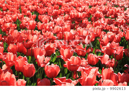 Red tulip 9902613