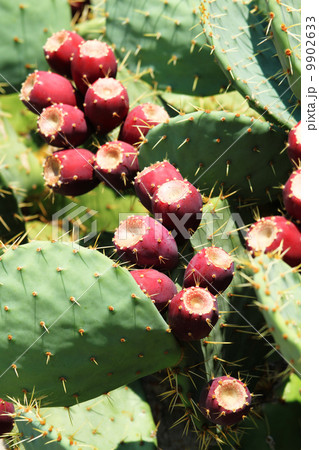 prickly pear (opuntia) prickly pear (opuntia) 9902633