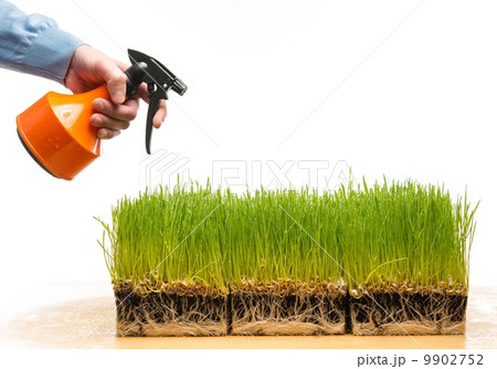 Man watering fresh green grass on a table Man watering fresh green grass on a table 9902752