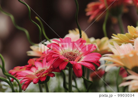 ガーベラ 9903034