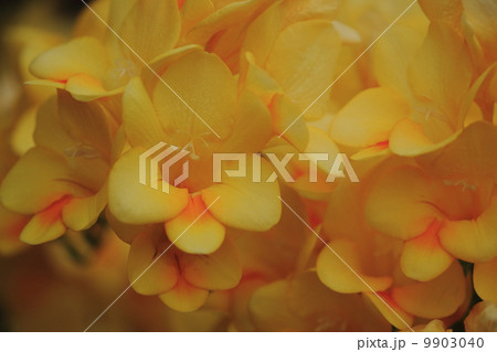 フリージア 9903040