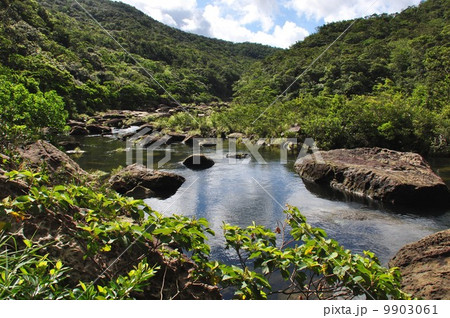 西表島　浦内川 9903061