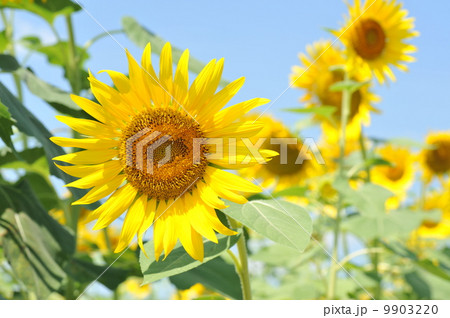 向日葵 9903220