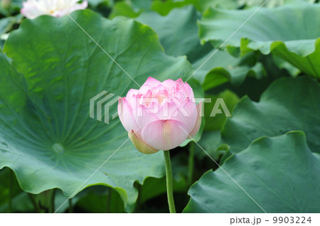 咲きかけの蓮の花 咲きかけの蓮の花 9903224