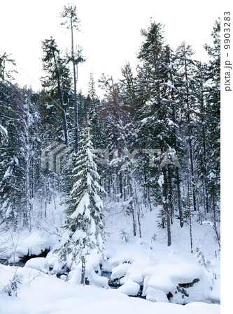 winter forest winter forest 9903283