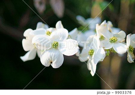 ハナミズキ（白） 9903376