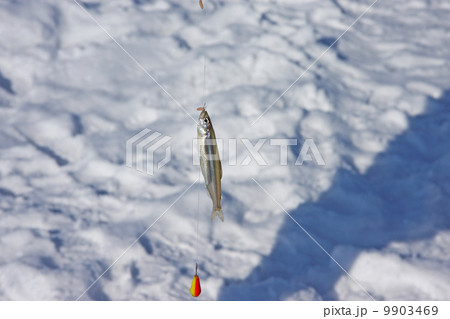 ワカサギ釣り 9903469