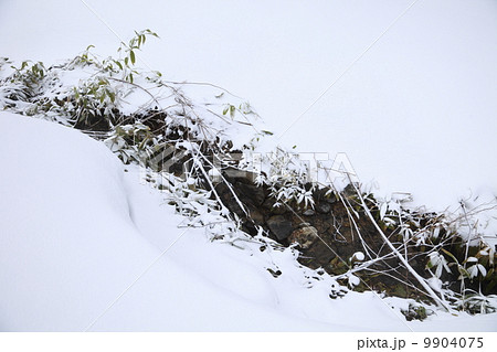 志賀高原の冬　雪原を流れる小川　 9904075