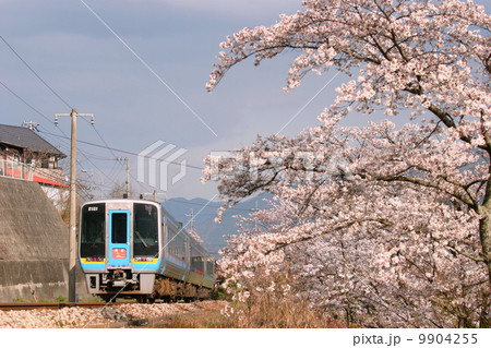 桜満開の土讃線 桜満開の土讃線 9904255