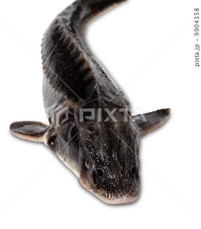 Fresh sterlet fish on white background Fresh sterlet fish on white background 9904358