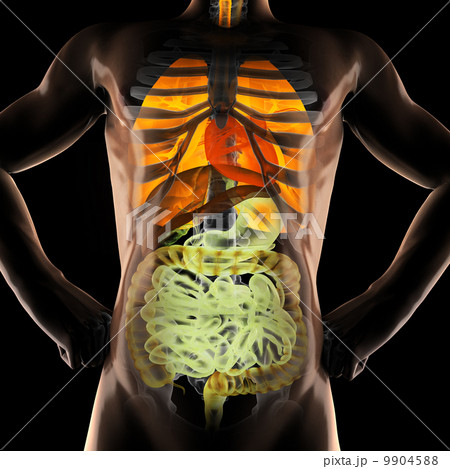 human entrails radiography scan 9904588