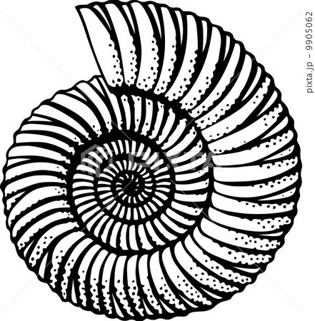 Seashell 9905062