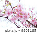 さくら 9905185