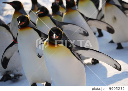 ペンギンの散歩 ペンギンの散歩 9905232