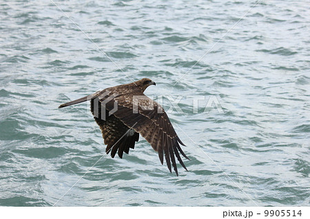 トンビの低空飛行 9905514