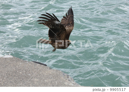 漁港でのトンビの低空飛行 9905517