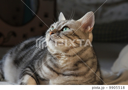 夜中の猫、何かを見上げる 夜中の猫、何かを見上げる 9905518